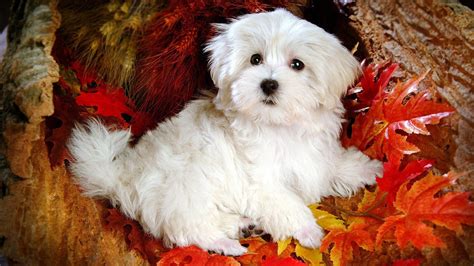 Fluffy Maltese White Puppy Dog Hd Dog Wallpapers Hd Wallpapers Id