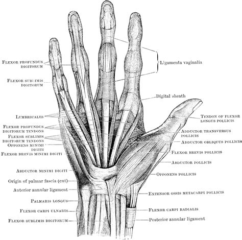 Hand bone and tendon chart. Hand Muscles | ClipArt ETC