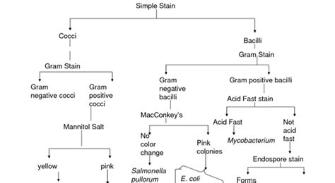 Gram Positive Bacillus Identification Chart Gram Negative Bacteria