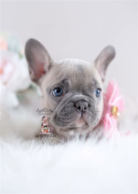 Buy and sell french bulldog to buy on french bulldog healthy male and female french bulldogs ready to go. French Bulldog Puppies For Sale by TeaCups, Puppies ...