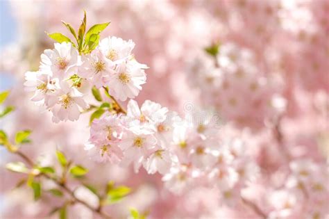 Amazing Pink Cherry Blossoms On The Sakura Tree Stock Image Image Of