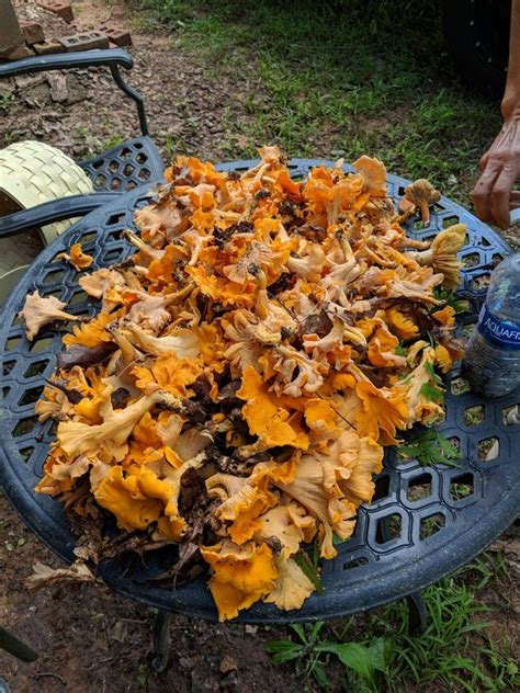 Greetings From North Georgia Introductions Wild Mushroom Hunting