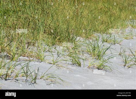 Cordgrass High Resolution Stock Photography And Images Alamy