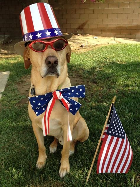 Fourth Of July 4thofjuly Dog Patriotic Pets Dog Pool Doggy