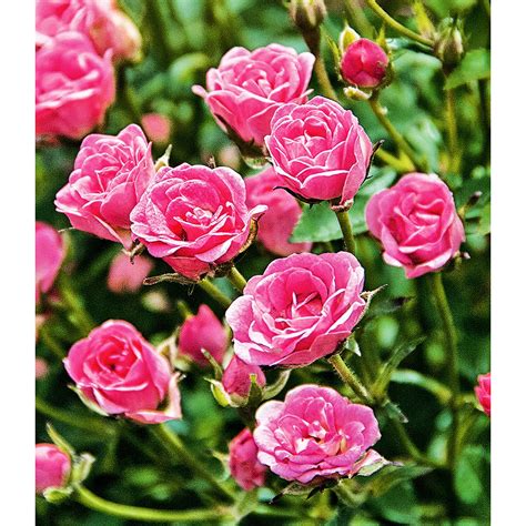 Ende märz wird es in der regel zeit, die rosen zu schneiden. Garten-Welt Lilly Rose® "Wonder5", 1 Pflanze rosa | BILD Shop