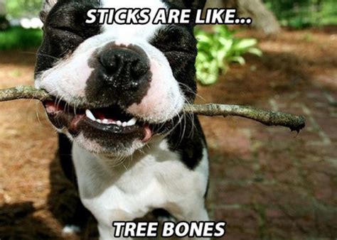 The good news is that it's probably not true. When Dogs Get High You Get These Hilarious Memes (19 pics ...