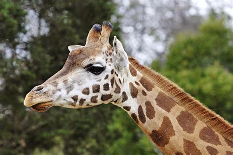 Perché Le Giraffe Hanno Il Collo Lungo Oggiscienza