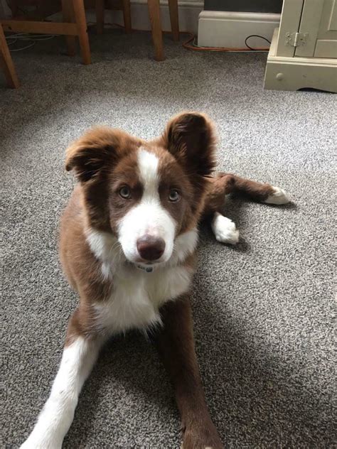 This is the price you can expect to budget for a border collie with papers but without breeding rights nor show quality. Red border collie pup | in Ripley, Derbyshire | Gumtree