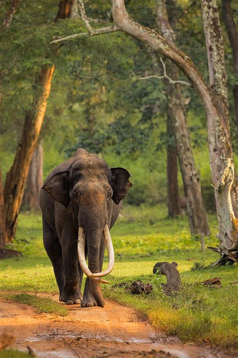 Asian Elephant Tusker Francis J Taylor Photography