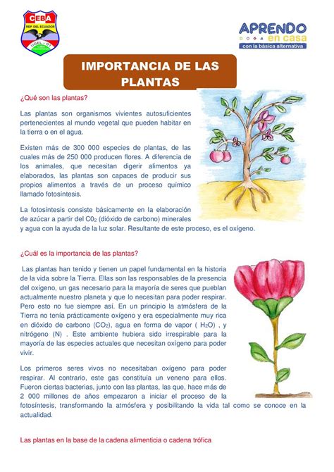 Calaméo Importancia De Las Plantas1