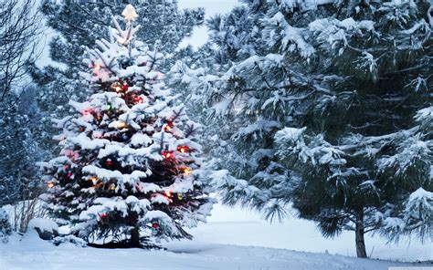 Download Beautiful Outdoor Christmas Tree 4k Hd Desktop Wallpaper For