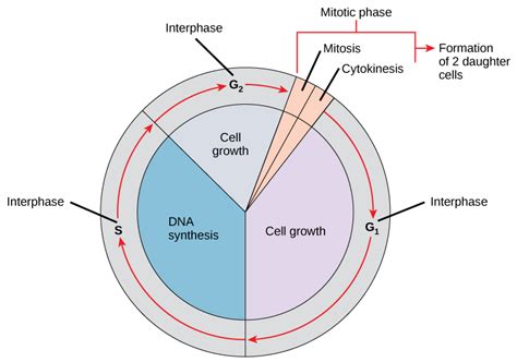 Draw A Neat Labelled Diagram Of Cell Cycle Images And Photos Finder