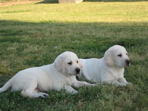 To adopt a puppy, please fill out the application below to select a current or future puppy. white lab puppies for sale near Augusta, GA | Lab puppies ...