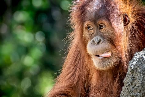 Bokeh Monkey Orangutan Primate Wildlife Wallpaper Resolution