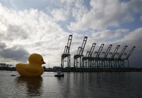 Giant Rubber Duck Floats Into Port Of Los Angeles Photos