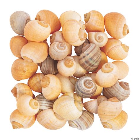 Natural Spiral Sea Shells Discontinued