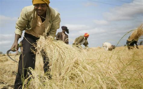 Sheger Tribune Ethiopias Tef Tops The Agricultural Agenda