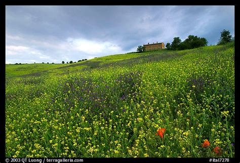 Picturephoto Spring Wildflowers And House On Hill Tuscany Italy