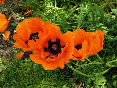 Papaver Rhoeas Corn Poppy Field Poppy Flanders Poppy Red Poppy