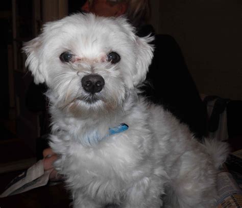 Tommy 2 Year Old Male Maltese Terrier Available For Adoption