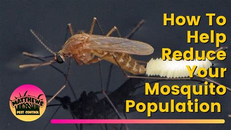 How To Reduce Your Mosquito Population Matthews Landscape And Pest