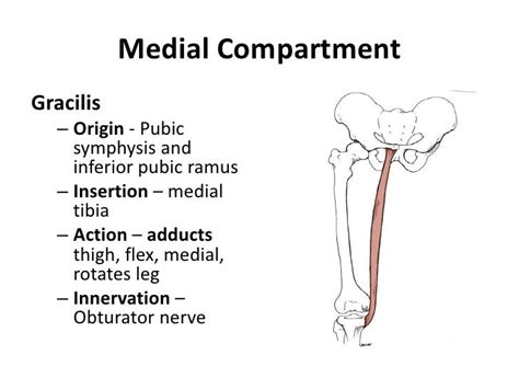 Gracilis Origin And Insertion Cloudshareinfo