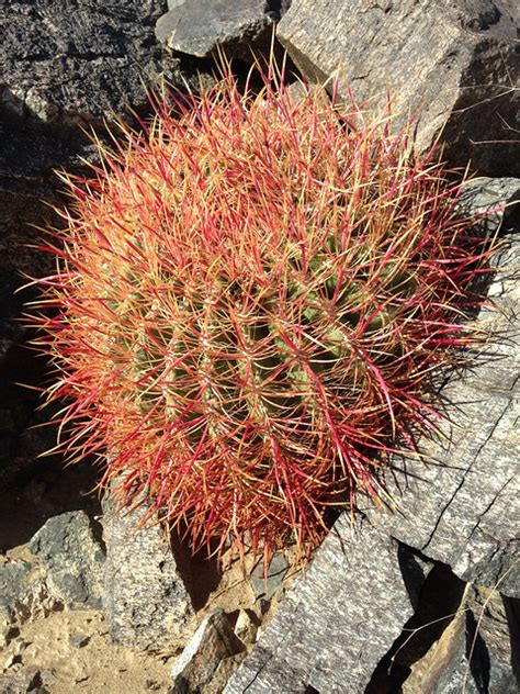 Red Barrel Cactus Flickr Photo Sharing