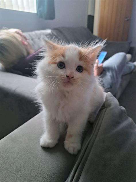 fluffy male kitten in andover hampshire gumtree