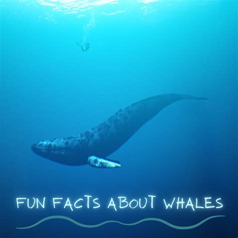15 Surprising And Interesting Facts About Whales Owlcation