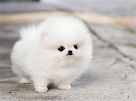 Fluffy Puppies Wallpapers Wallpaper Cave