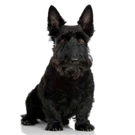 Scottish Terrier Dog Breed Information And Pictures Petguide Petguide