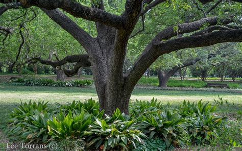 Landscaping Under Oak Trees In Texas Ground Cover And Shrubs