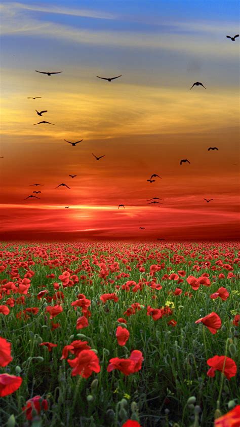 Download Landscape Poppy Farm Sunset 1080x1920 Wallpaper 1080p