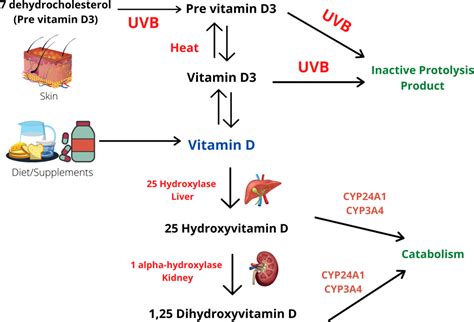 Impact Of Vitamin D On Maternal And Fetal Health A Review Arshad