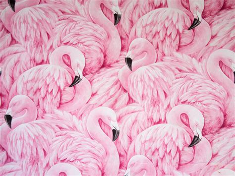 Animals Images Pink Flamingo Collection Art Wallpapers Hd