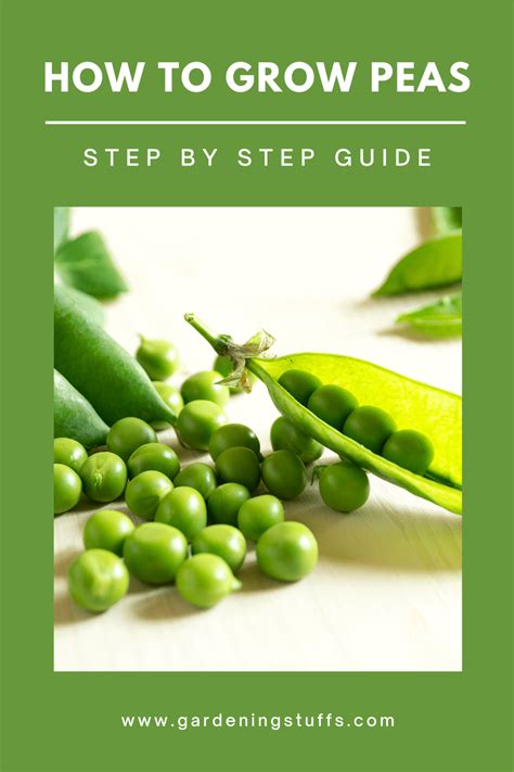 How To Grow Peas Step By Step Guide