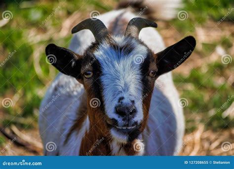 Close Up With The Goat Laughing Stock Image Image Of Horns Goat
