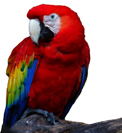 Macaw Parrots Png Images Geo Png Images