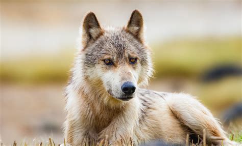 Save Bc Wolves Pacific Wild