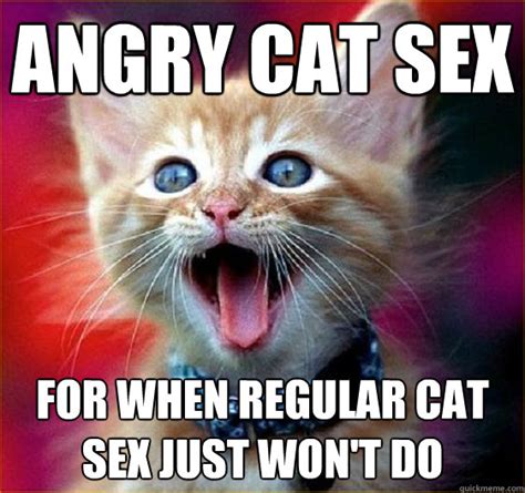 Angry Cat Sex Memes Quickmeme