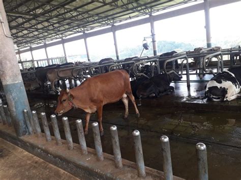 Keralas Hi Tech Kuriyottumala Dairy Livestock Farm Set To Open For