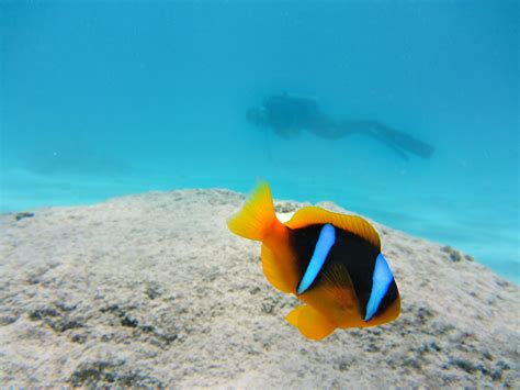 Fotos Gratis Mar Oceano Buceo Submarino Biología Azul Pescado