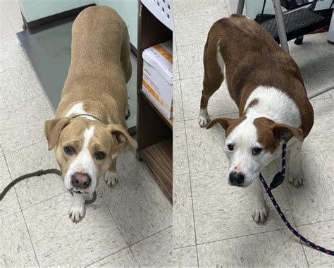 Bonded Pair Of Stray Dogs Reunited After Rescue Now Theyre Looking