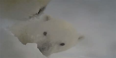 Polar Bear Cam Shows A Bears Eye View Of Life On The Arctic Sea Ice