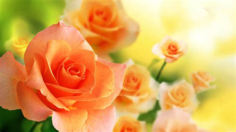 Wallpaper Most Beautiful Orange Rose In The World Hd