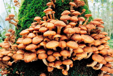 Growing Shiitake Mushrooms An Inexpensive Delicacy