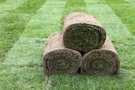 It is a diverse form of turfgrass that strives well in warm regions. 2017 Zoysia Sod Cost | Zoysia Grass Sod Prices