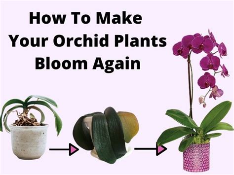 How To Get Your Orchids To Flower Sevilla Lanueva