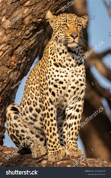 Male Leopard Panthera Pardus Tree Sabi Stock Photo 2218369339