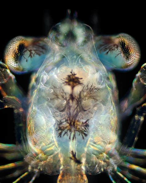 The Beauty Of Plankton In Pictures Plankton Deep Sea Creatures